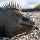 Illustration for article titled Marine Iguanas Can Literally Make Themselves Shrink